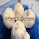 Pure white garlic jinxiang origin hot sale