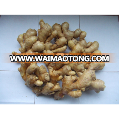 20kg packing organic cultivation dried ginger