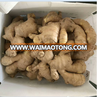 high quality air dried ginger price bulk sale