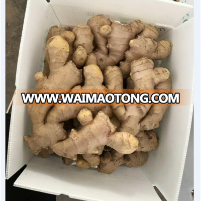 Chinese air dry ginger