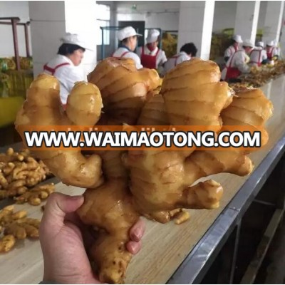 good quality air dring ginger produce of China