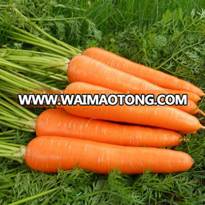 IQF export China fresh carrot