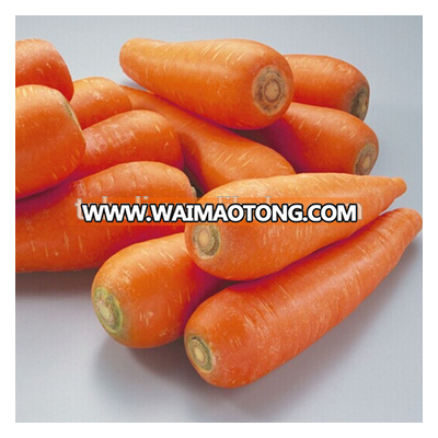 Fresh Australian carrot rich of Vitamin D