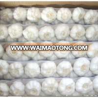 fresh garlic white garlic normal garlic price garlic factory