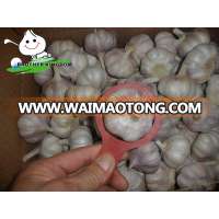 Supply garlic/Super white garlic/Storing fresh garlic