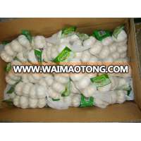 FRESH WHITE GARLIC SUPPLIER/fresh peeled garlic