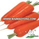 Carrots In Agriculture,Fresh Carrot Factory Price,Bulk Fresh Carrots