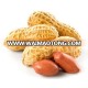 Peanut Kernel (Count- 40/50)