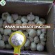 normal white garlic specifications 4.5cm 5.0cm 5.5cm 6.0cm vegetable supplier