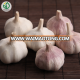 garlic pure good price china supplier garlic quotation