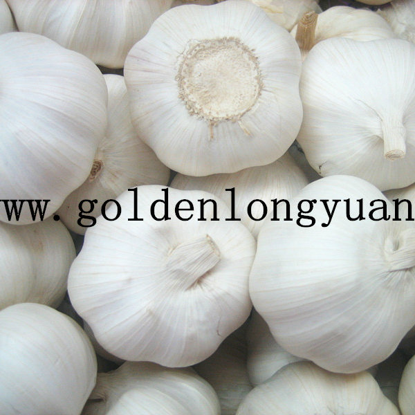 New Crop Fresh White Garlic Globalgap Certified