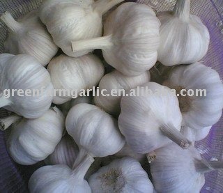 New Crop Pure White/Normal White Garlic in Good Quality