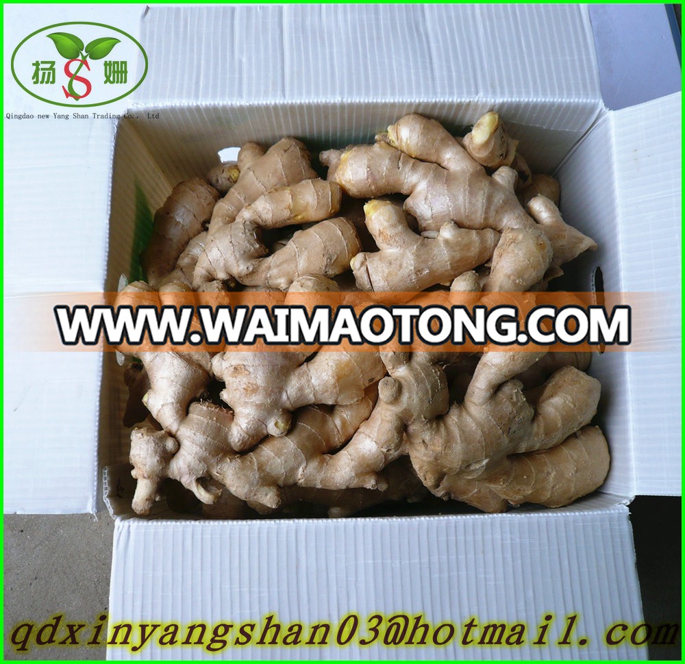 Professional Supplier Chinese Dried Ginger